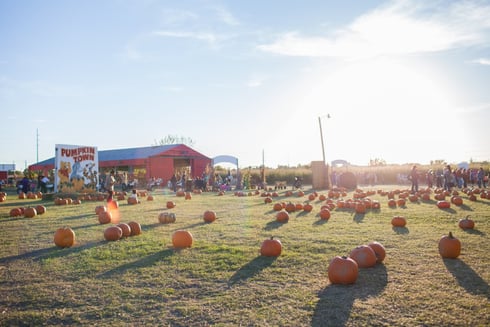 Pumpkin Town - Medium